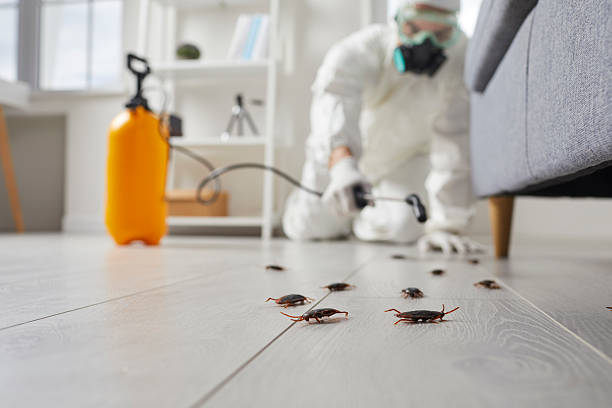 Commercial Rodent Management in Cañon City